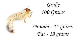 grubs protein