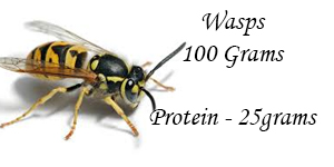 wasp protein