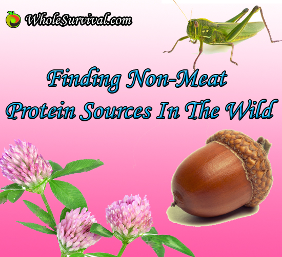 Protein Foraging