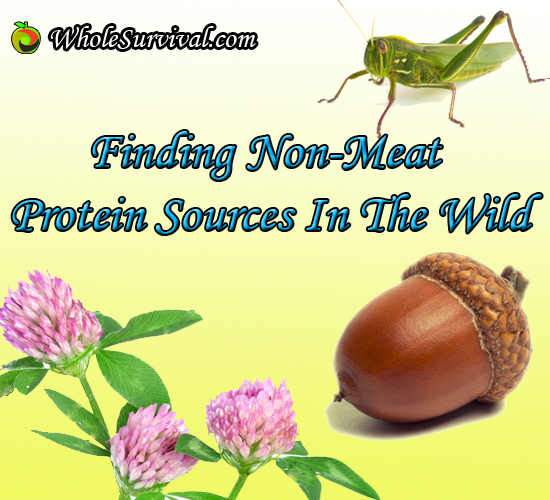 Finding Non-Meat Protein Sources In The Wild – Insects