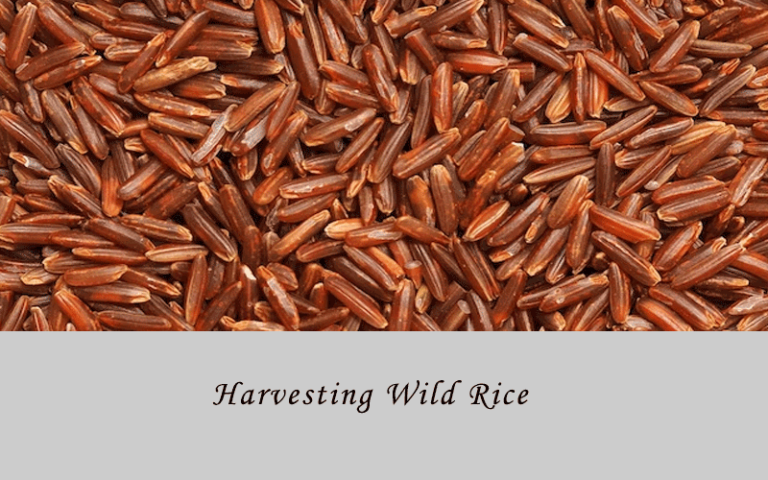 Harvesting Wild Rice
